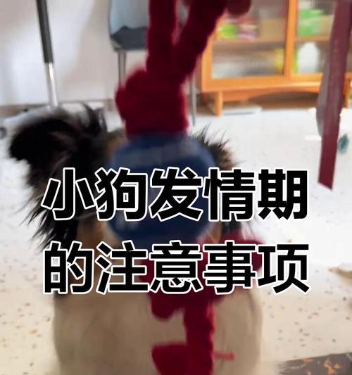 狗狗姨妈期护理指南（了解狗狗姨妈周期和正确护理方法，让你的爱宠健康度过月经期）