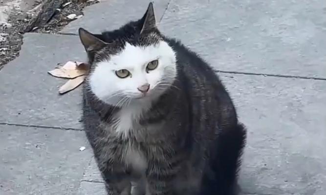 探究以什么里猫的特点与行为习性（认识以什么里猫的特点，揭秘这些神秘生物）