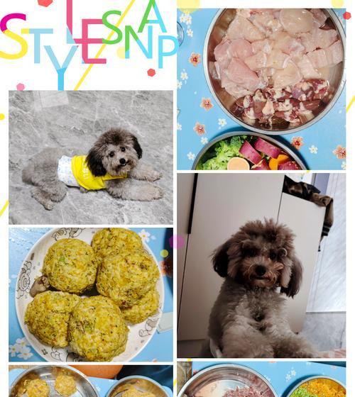 如何合理喂养泰迪宠物（每日饮食规划与喂养频率）