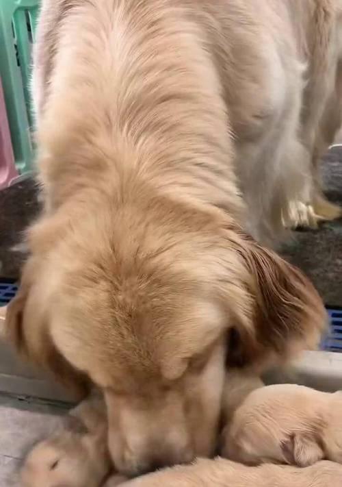 金毛犬的生长过程（从小奶狗到成熟伙伴，金毛何时开始长大？）