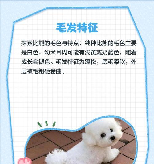 纯种比熊与串串比熊，哪个更值得养？（从外貌、性格到健康，比较纯种比熊与串串比熊的优势与劣势）