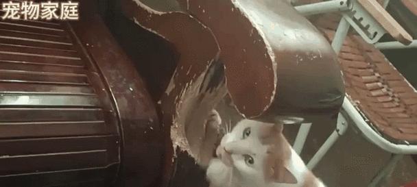 如何防止猫崩溃抓沙发？（保护沙发与猫咪的和谐共处）