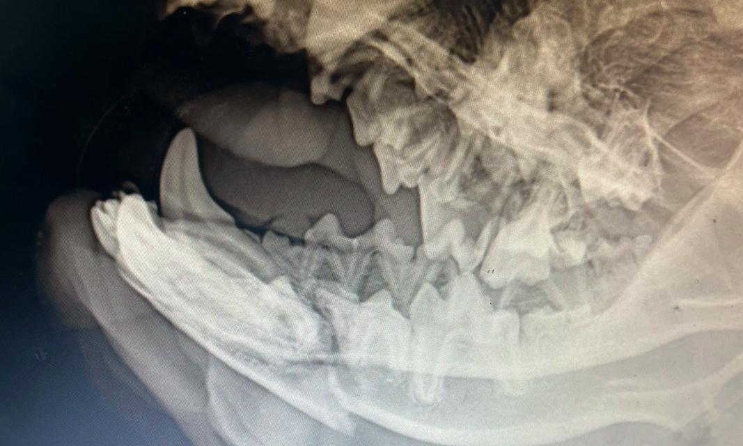 狗狗下巴骨折的康复过程（详解狗狗下巴骨折的恢复时间和方法）