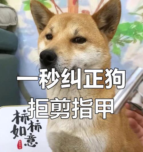 小狗何时适合修剪指甲？（宠物美容养护的必要环节及修剪指甲的关键时机）