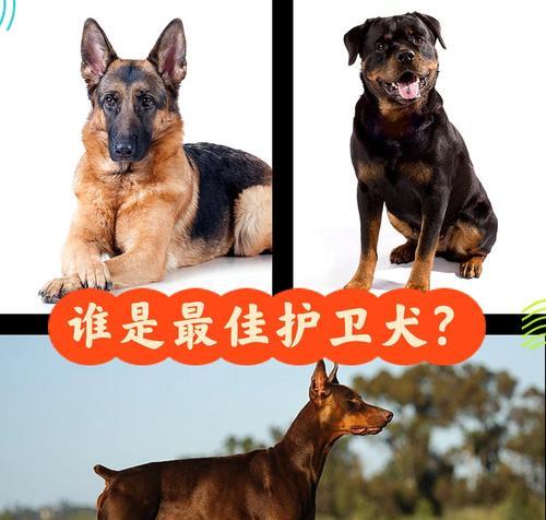 培训一只护卫犬需要多久？（关键步骤和时间安排）