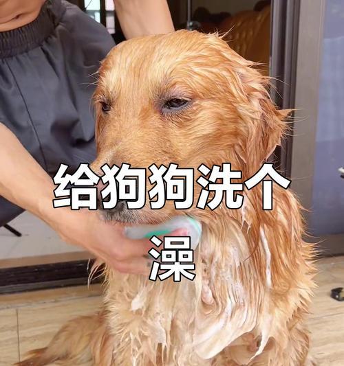 小狗夏季洗澡的注意事项（夏季洗澡频率、水温与宠物护理）