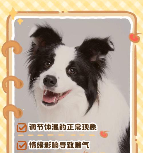 如何判断狗狗是否开心？（关注狗狗的体温和驱虫注意事项）