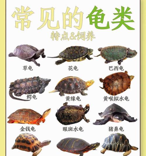 养乌龟多久可以吃？（探究乌龟成长期与饮食之间的关系）