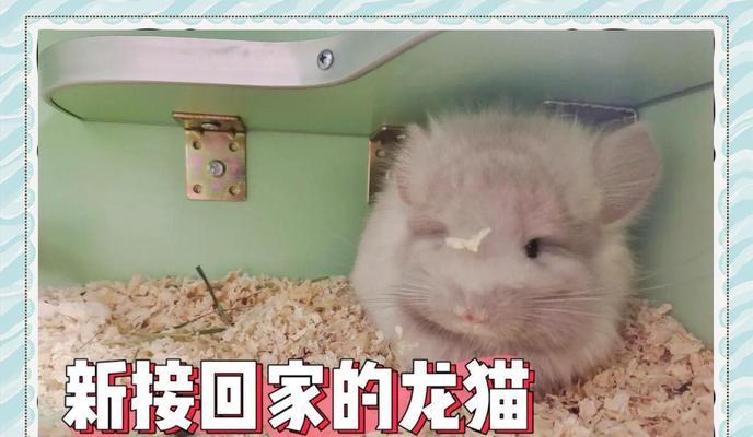龙猫与主人的亲密关系（探索龙猫认识主人的时间及方式）