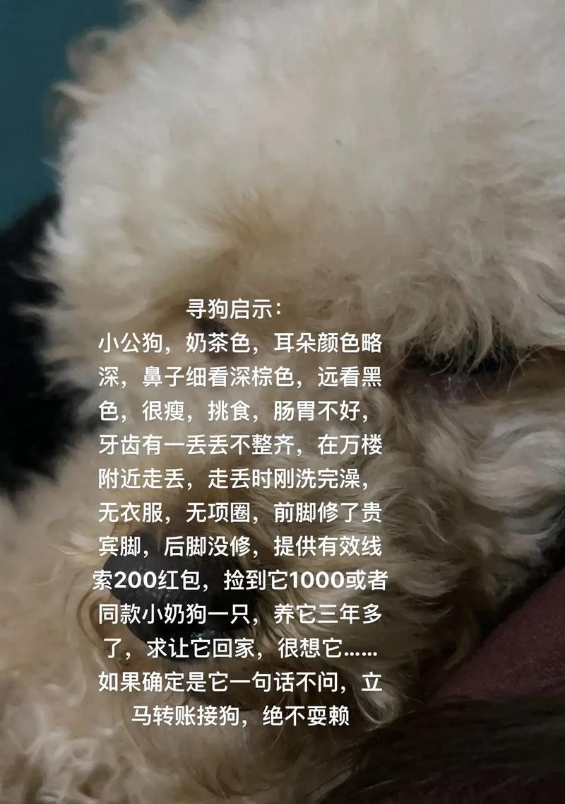 探索狗褐色的多久生之谜（揭秘狗褐色的生命起源及演化历程）