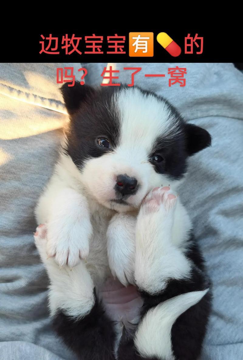 幼犬断奶时间及知识详解（了解幼犬断奶的最佳时机和必要知识）