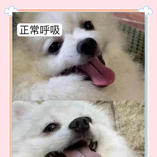 小狗心脏病的症状及预防措施（关爱毛孩健康，了解心脏病早预防）