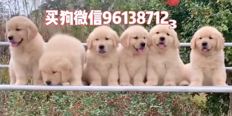 三个月大的狗狗吃后多久拉？（探究三个月大的狗狗食物消化速度及排便频率的关键因素）
