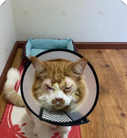 猫狗眼睛倒睫需要治疗吗？（了解倒睫的原因及治疗方法，保护宠物眼健康）