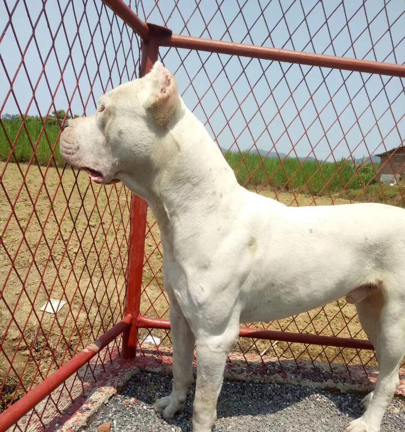 如何挑选杜高犬幼犬（掌握以下方法，挑选杜高犬也不是一件很难的事）