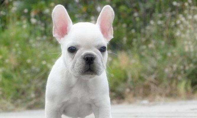 探究法牛犬眼病的症状、诊断和治疗方法（了解这种常见眼病及其对犬只的影响）