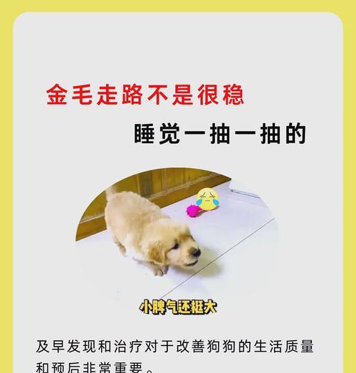 金毛不喝水的原因及解决办法（探究金毛不喝水的原因和如何解决这个问题）