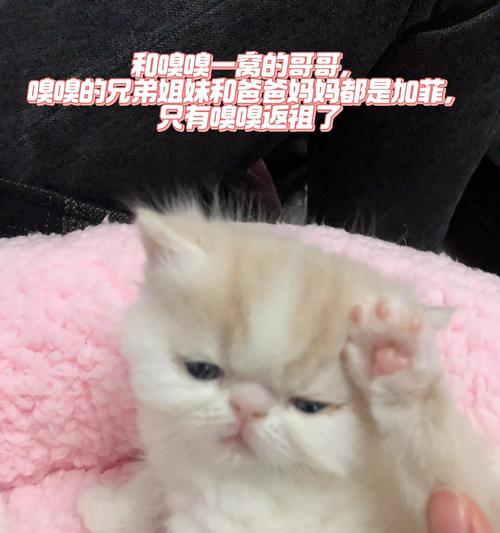 探寻猫咪的成长之旅（揭秘猫咪从幼猫到成年猫需要多长时间，了解关键因素以及注意事项）