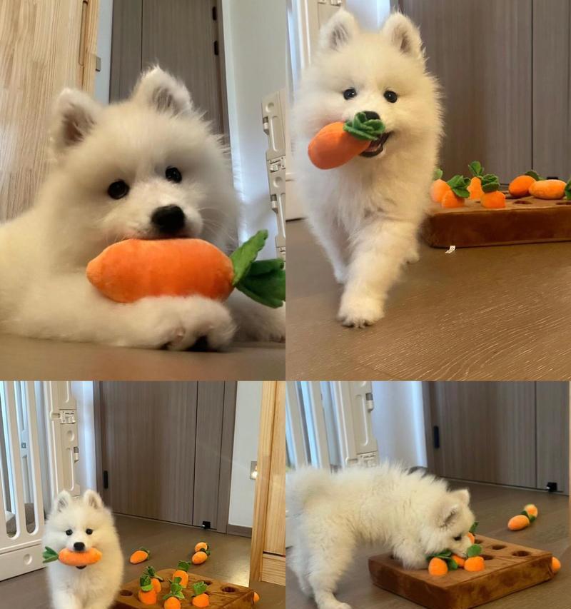 如何区分纯种的萨摩耶犬？（掌握这5个特点，轻松鉴别萨摩耶犬的纯种程度）