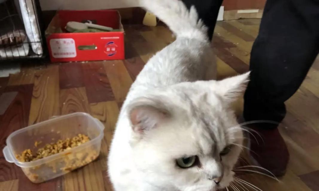 家中适合养宠物的选择（探索家庭宠物伴侣的最佳选择）