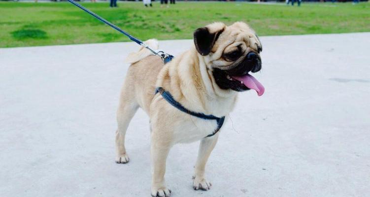 探究纯种巴哥幼犬的价格与特征（了解巴哥幼犬的市场行情和理想特质）