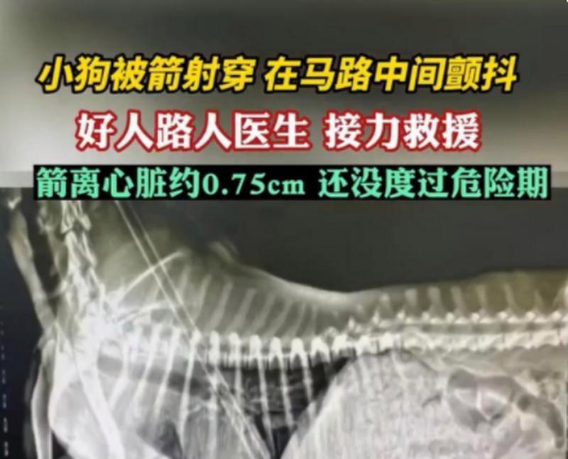 狗的排卵期及其持续时间（了解狗的生殖周期，为你的宠物健康负责）