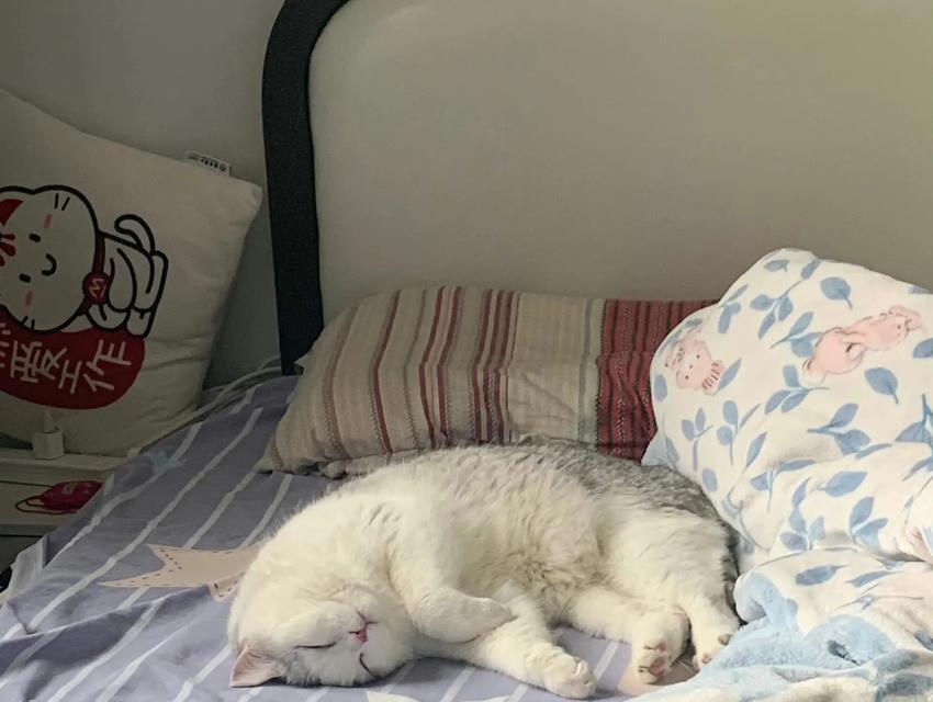 小猫的成长时间——从猫下小猫到成年猫需要多长时间？（探寻小猫成长的奥秘，解析不同阶段的发展需时）