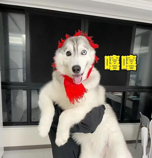 哈士奇的成长之谜（探索哈士奇生长的关键时期与特征）