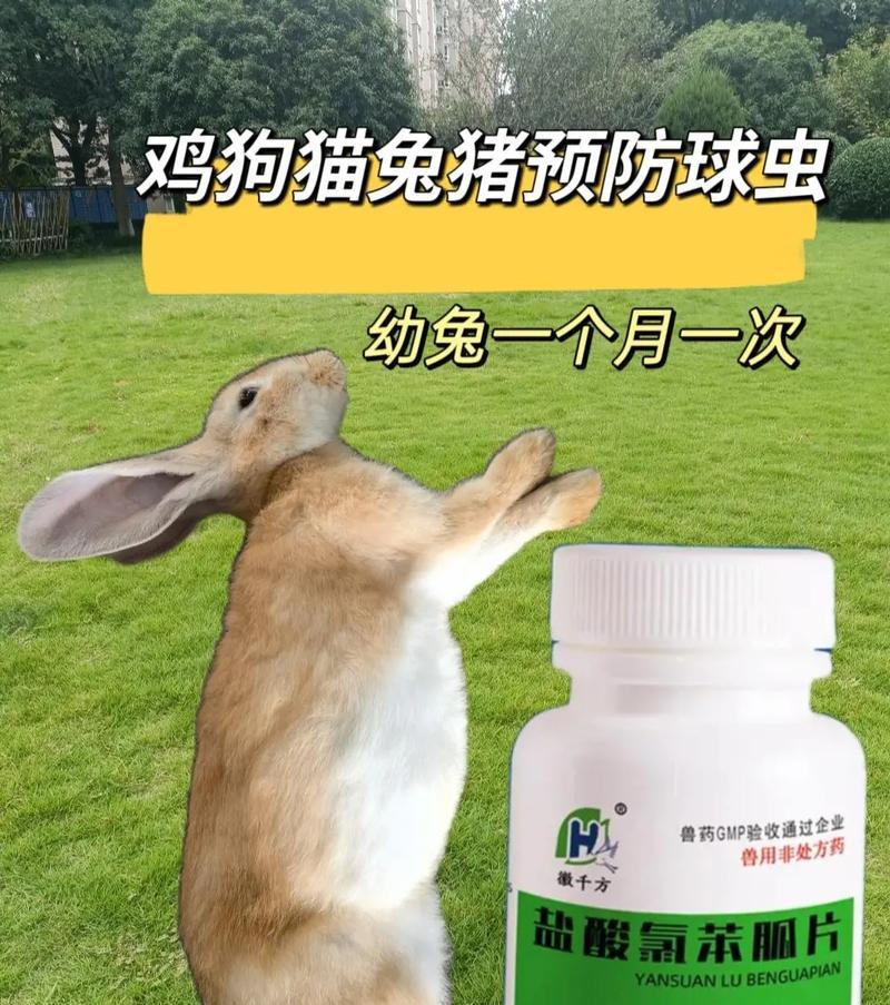 兔子疫苗的重要性与应用（兔子疫苗的种类及接种时间）