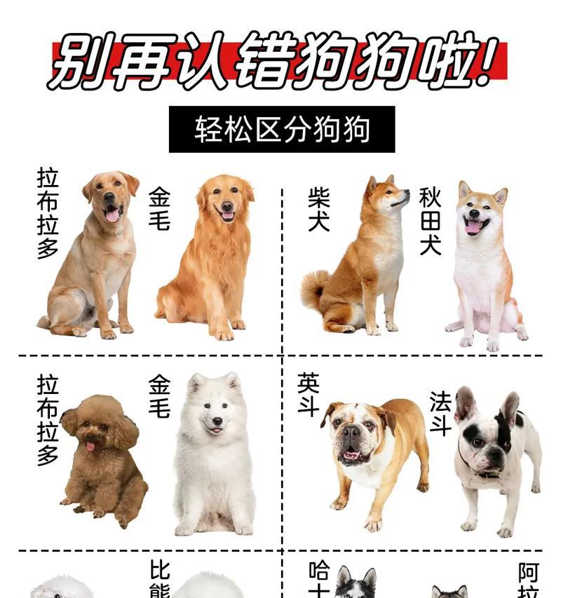 狗公的配种周期及注意事项（狗公配种的时间间隔和繁殖健康）