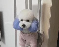 泰迪生产所需时间究竟是多久？（探寻泰迪生产周期的关键因素及影响）
