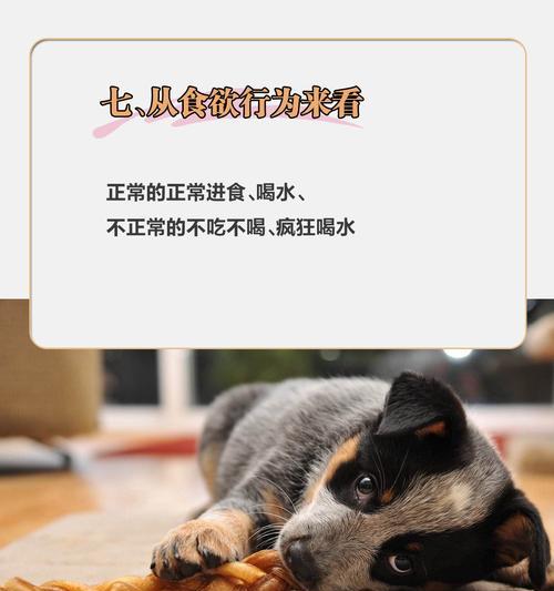 天生弱体质的动物有哪些？（探索动物世界中的先天性疾病）
