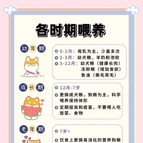 边牧（边牧的技能与特点，为你揭秘）