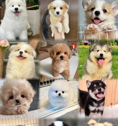 金毛犬的饮食需求与禁忌（了解金毛犬的食物喜好和安全饮食要点）