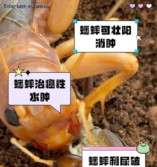 人工养殖蟋蟀的寿命究竟有多长？（探讨人工养殖蟋蟀的生命周期及寿命关键因素）