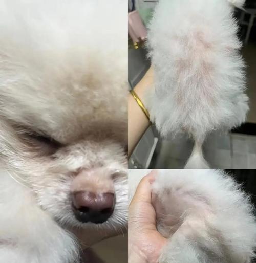 狗狗身上的传染病（宠物狗健康的关键一步，了解常见传染病！）