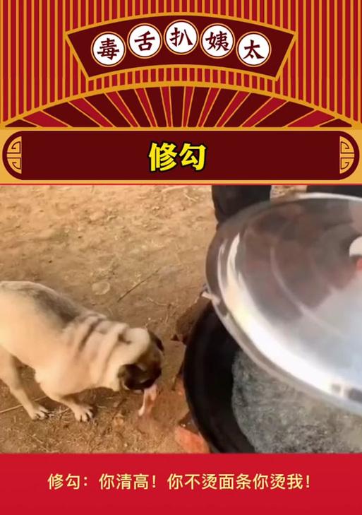 狗狗脚底烫伤，主人应该如何应急处理？（烫伤处理的第一步是什么？）