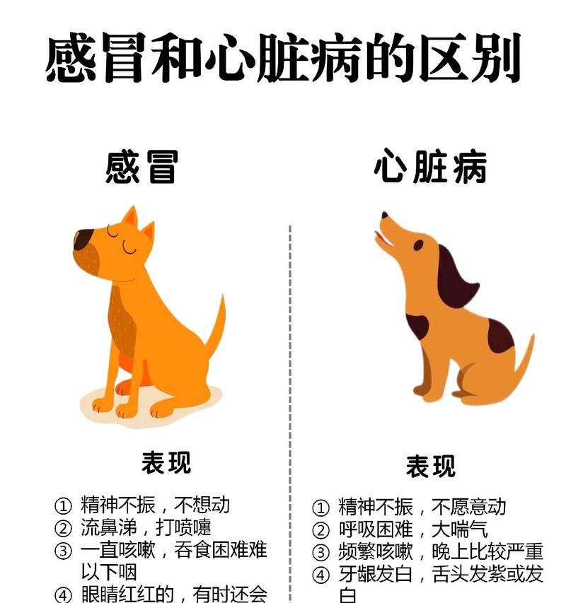 狗狗咳嗽了怎么办？常见的狗狗咳嗽的原因分析及解决方案