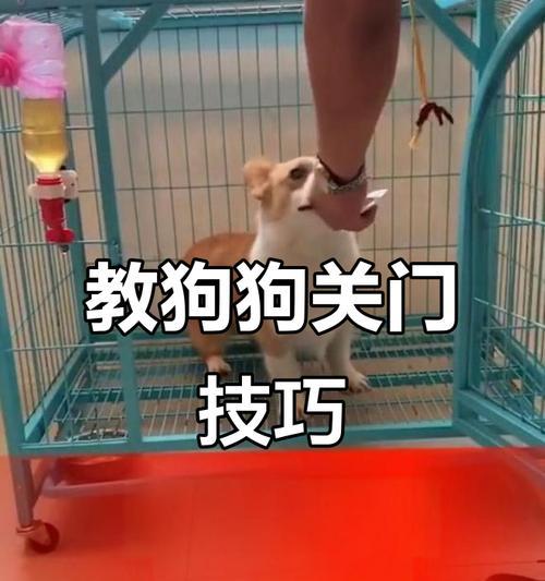 如何训练狗狗基本的行为（教你如何训练狗狗遵循基本规则）