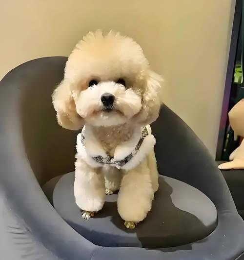 如何正确喂养泰迪幼犬（每天喂食频率和时间的关键是什么？）