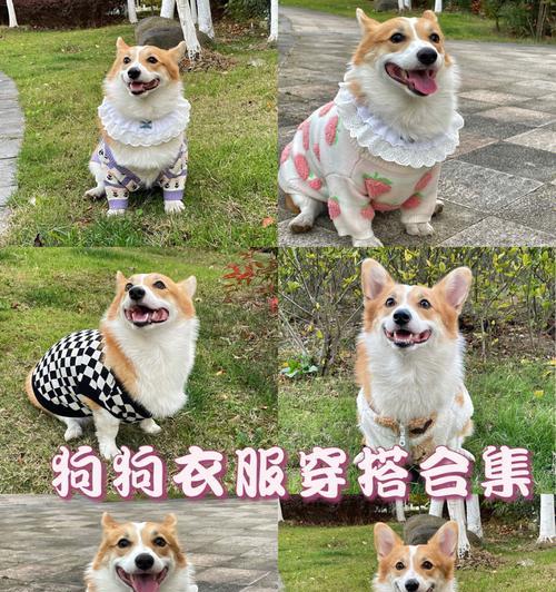 如何准确掌握狗狗衣服尺寸？（狗狗衣服尺寸的测量方法与注意事项）