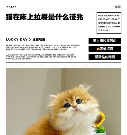 幼猫拉屎频率与健康关系解析（了解幼猫正常排便周期的重要性，宠物爱好者必读！）
