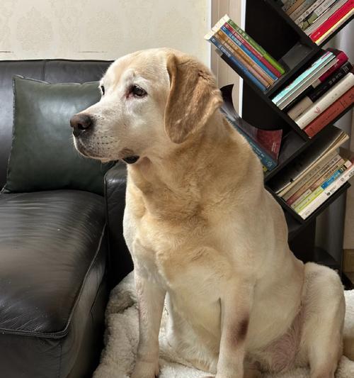 拉布拉多犬的正常体重及如何控制体重偏瘦或偏胖（拉布拉多犬体重标准、饮食调整和适当运动的重要性）