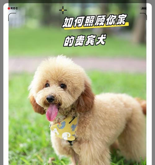 贵宾犬的亲密度如何建立（从熟悉到默契，贵宾犬与主人的感情之路）