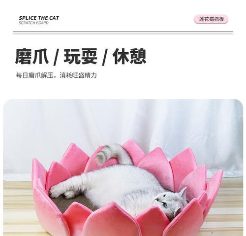 夏天小猫出窝的奇妙之旅（探索夏天小猫成长的秘密）