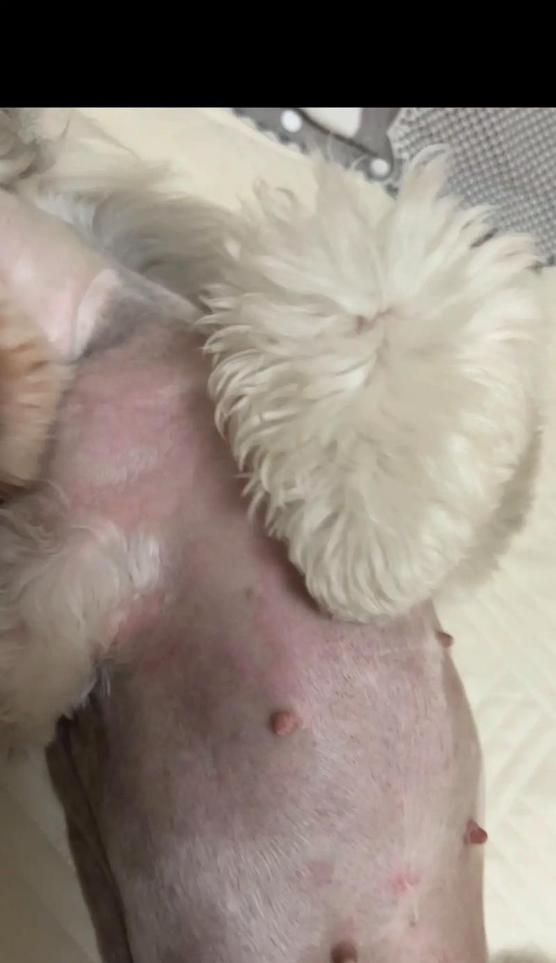 狗狗过敏症状揭秘（人对狗狗过敏的常见症状及应对措施）
