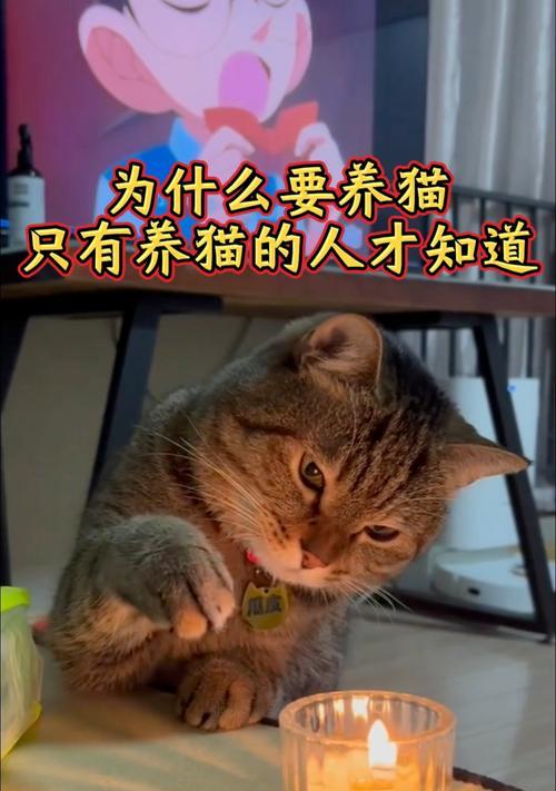 家猫与人亲近需要多长时间？（探索家猫与人建立亲密关系的时间与方式）