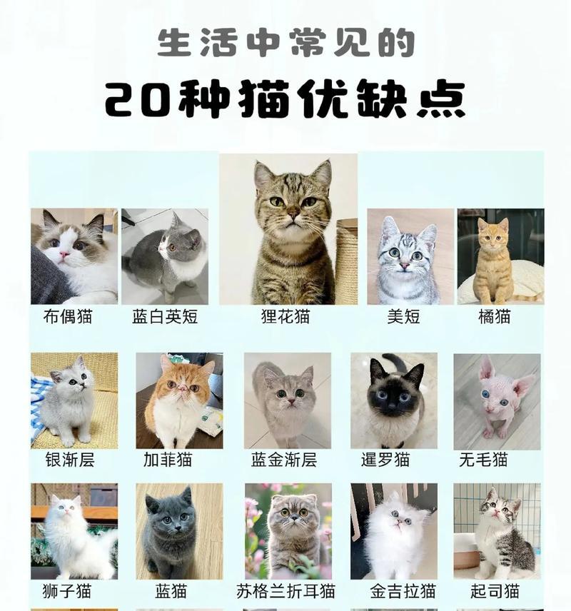 养猫的首选品种推荐（8种适合养猫的优质品种，让你更懂猫的选择）