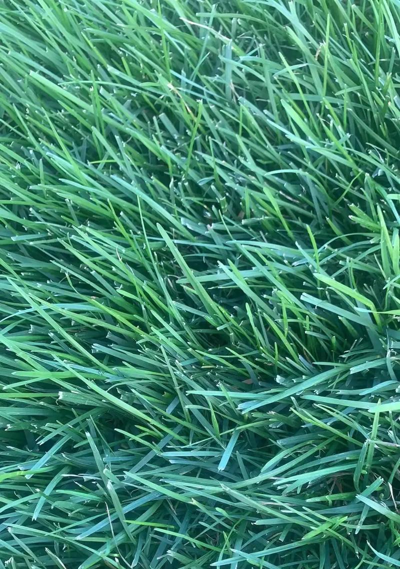 探索高纤维草类的健康益处（发现丰富纤维素的草本植物与身体健康的密切关系）