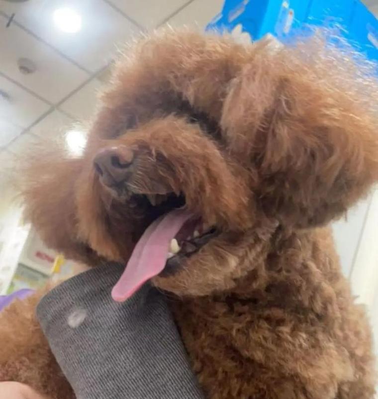 狗喘气喘得厉害的原因及应对方法（解析狗喘气现象，帮助宠物主人正确面对）